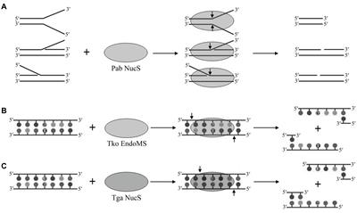 New Insights Into DNA Repair Revealed by NucS Endonucleases From Hyperthermophilic Archaea